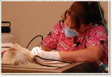 Dental Care