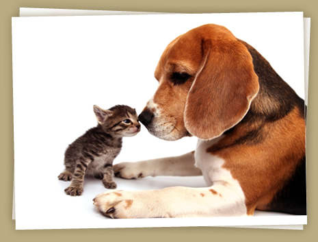 Dog Cat